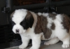 Beautiful-saint-Bernard-Puppies-For-A-New-Home-
