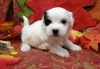 3-Awesome-Maltese-Puppies-For-Sale-